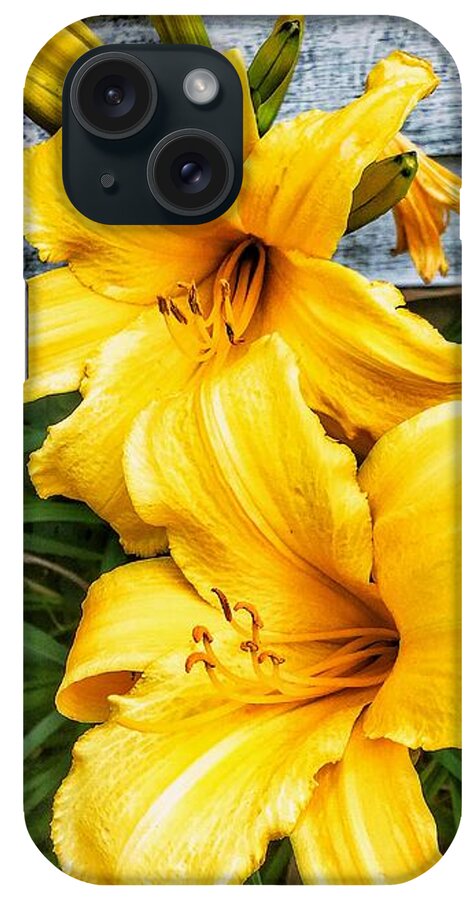 Yellow Liliys iPhone Case featuring the photograph Yellow Liliys by MaryLee Parker
