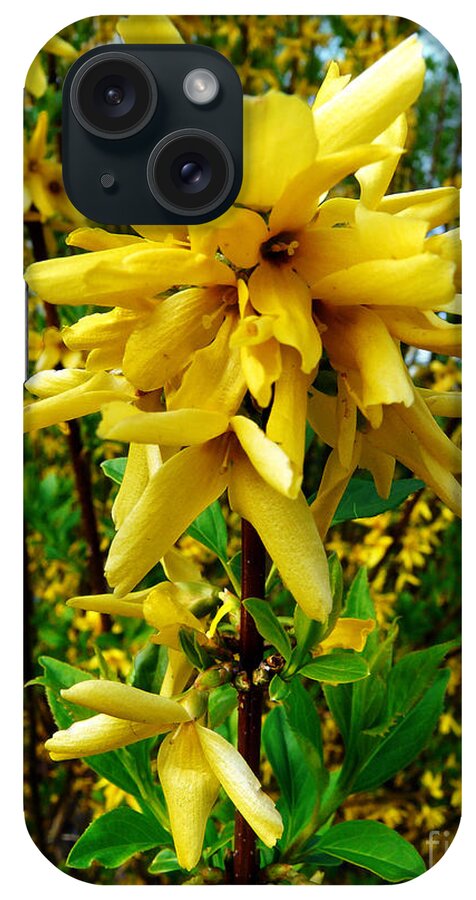 Forsythia iPhone Case featuring the photograph Yellow Me by Jasna Dragun