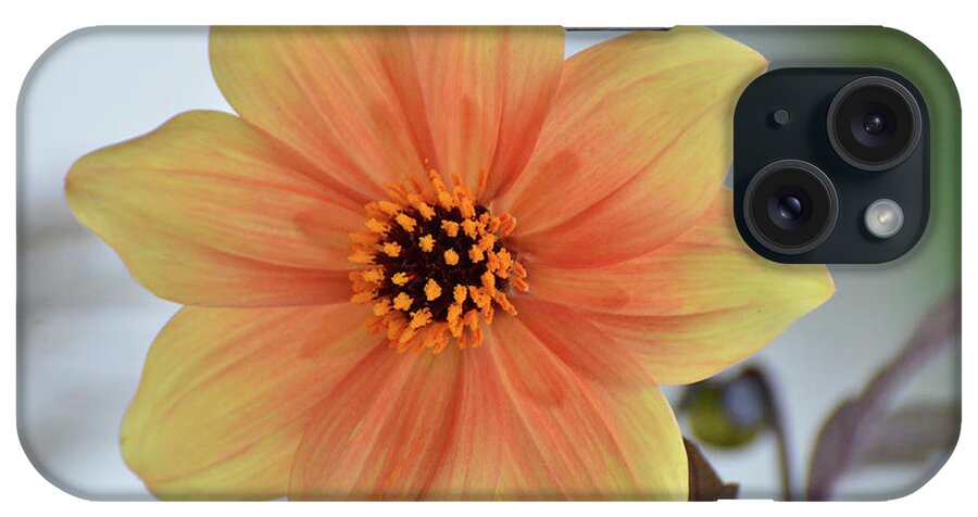 Dahlia iPhone Case featuring the photograph Yellow Orange Dahlia Perfection by Debby Pueschel