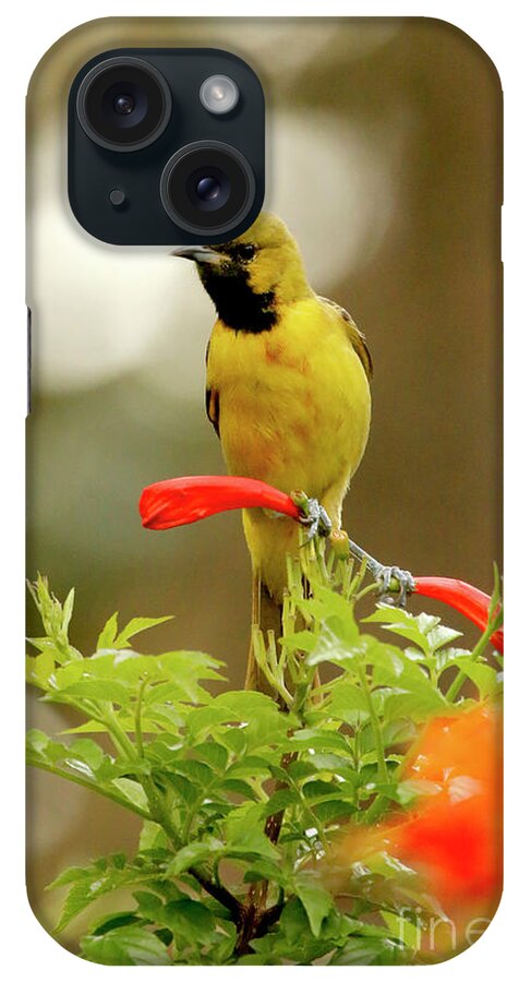 Yellow Bird iPhone Case featuring the photograph Yellow Orchard Oriole Bird by Luana K Perez
