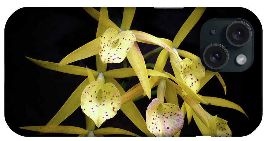 Yellow; Orchids iPhone Case featuring the photograph Glowing Orchids by Georgette Grossman