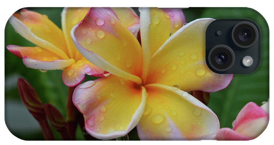 Hao Aiken iPhone Case featuring the photograph Yellow Plumerias In The Rain by Hao Aiken