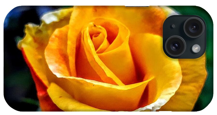 Rose iPhone Case featuring the photograph Yellow rose by Garnett Jaeger
