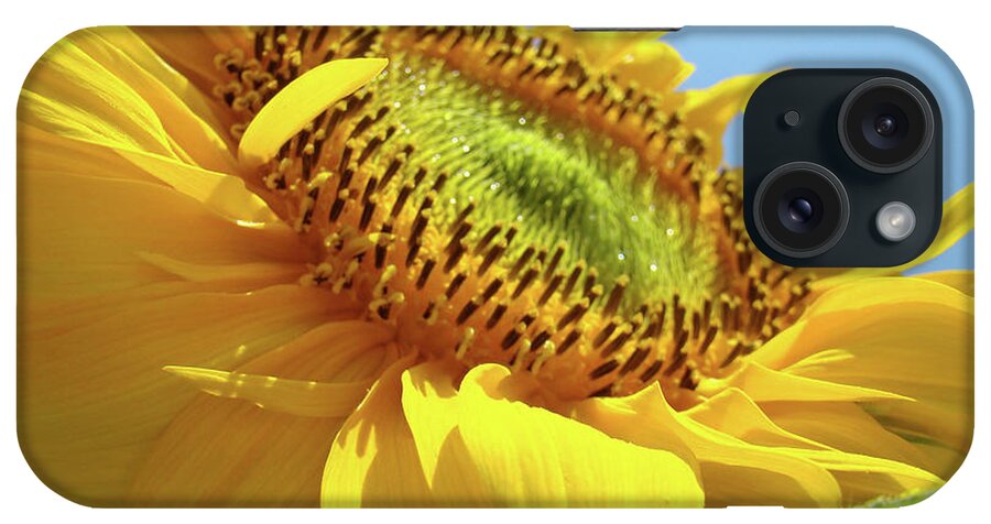 Sunflower iPhone Case featuring the photograph Yellow Sunflower Blue Sky art prints Baslee Troutman by Patti Baslee