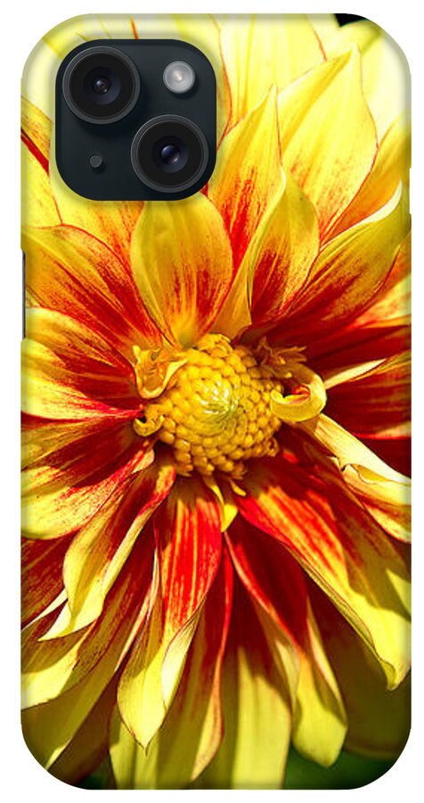 Yellow Dahila iPhone Case featuring the photograph Yellow Sunshine by Milena Ilieva