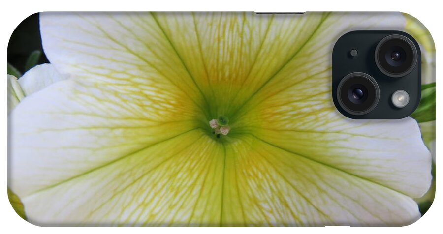 Petunia iPhone Case featuring the photograph Yellow-veined petunia by Judith Lauter