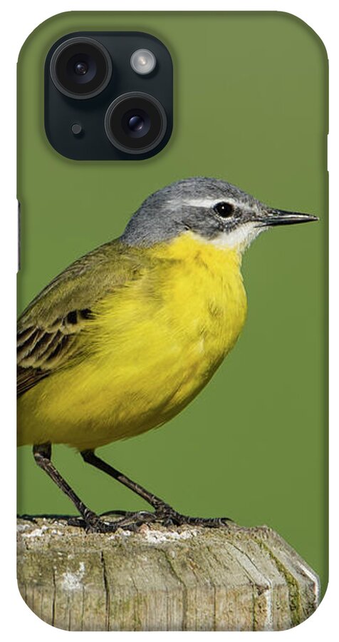 Yellow Wagtail iPhone Case featuring the photograph Yellow Wagtail perching on the roundpole a close-up by Torbjorn Swenelius