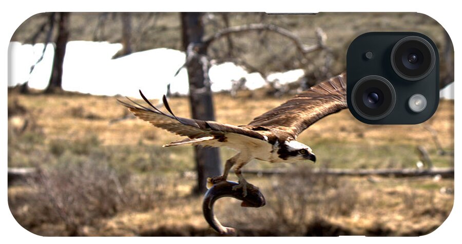 Osprey iPhone Case featuring the photograph Yellowstone Osprey Feast by Adam Jewell