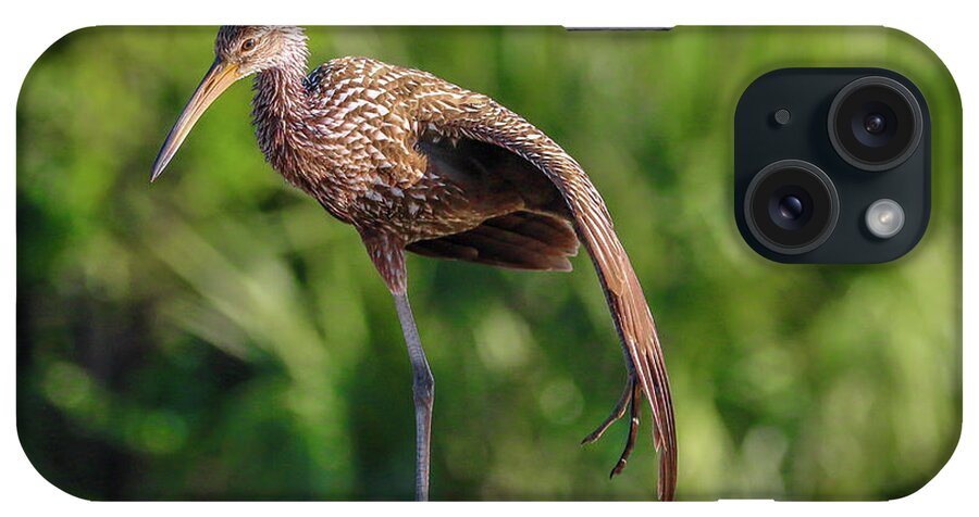 Limpkin iPhone Case featuring the photograph Yoga Pose Limpkin by Tom Claud
