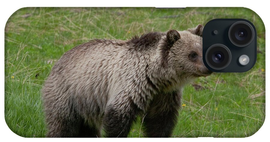 Grizzly iPhone Case featuring the photograph Young Grizzly by Mark Miller