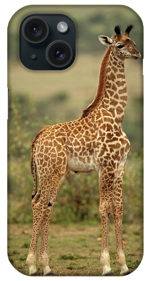 Giraffe iPhone Case featuring the photograph Young Masai Giraffe by Steven Upton