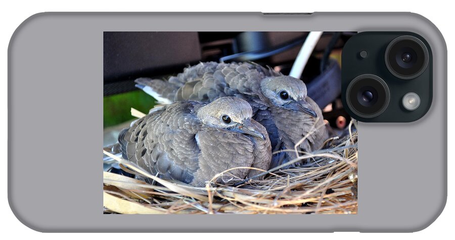 Animals iPhone Case featuring the photograph Young Mourning Dove Squab by Jay Milo