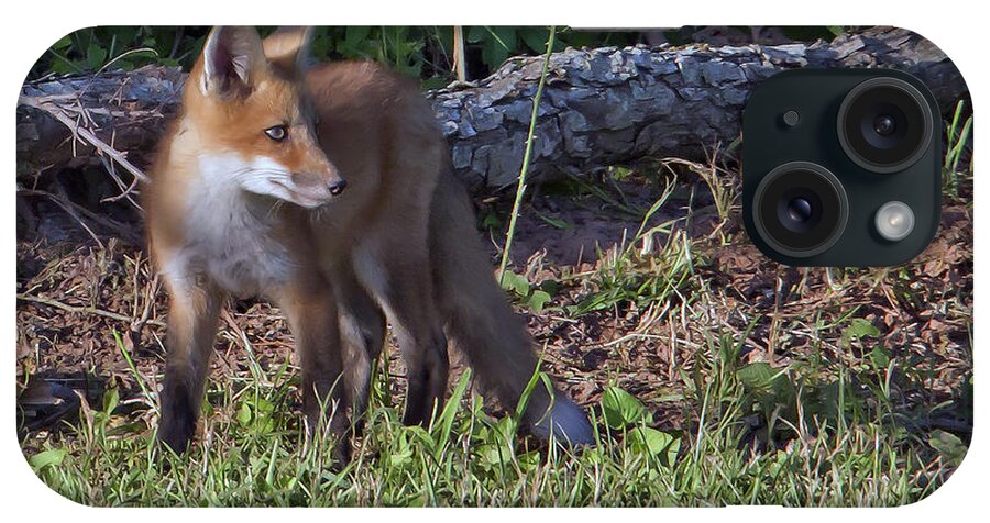 Red Fox iPhone Case featuring the photograph Young Red by Jim E Johnson