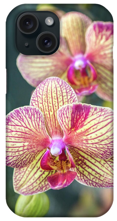 Orchid iPhone Case featuring the photograph You're So Vain by Bill Pevlor