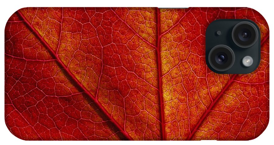 Maple Leaf iPhone Case featuring the photograph You're So Vein by Donna Blackhall