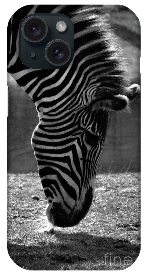 Zebra iPhone Case featuring the photograph Zebra by September Stone