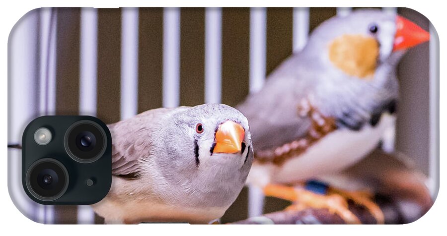 Zebra iPhone Case featuring the photograph Zebra Finch Pair by Jennifer Grossnickle