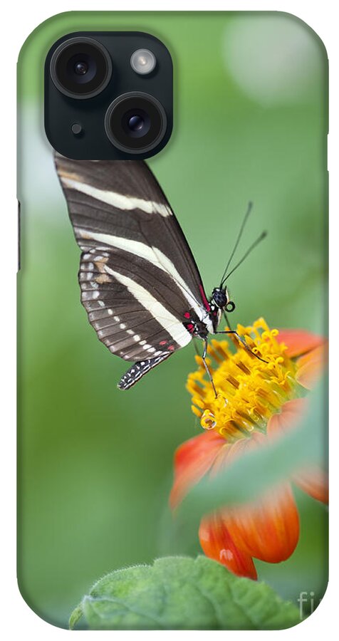 Zebra Longwing iPhone Case featuring the photograph Zebra longwing butterfly by Tim Gainey