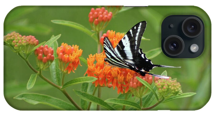 Zebra Swallowtail Butterfly iPhone Case featuring the photograph Zebra Swallowtail Butterfly 15264_v1 by Robert E Alter Reflections of Infinity