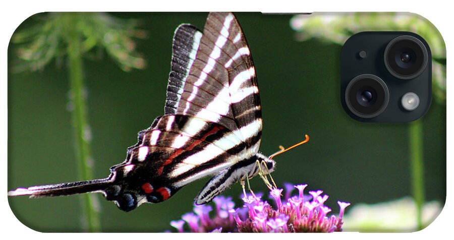 Zebra iPhone Case featuring the photograph Zebra Swallowtail Butterfly In July by Karen Adams