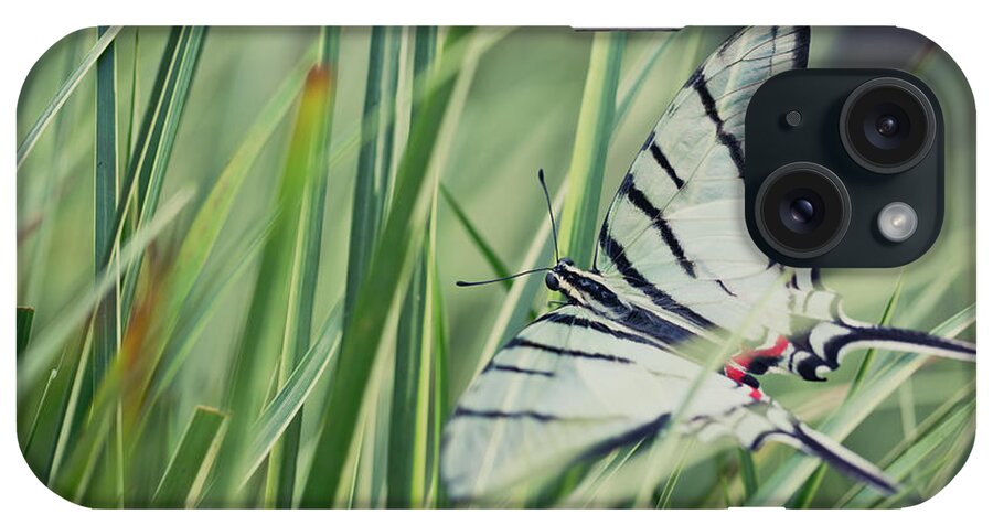 Eurytides Protesilaus iPhone Case featuring the photograph Zebra Swallowtail by Eva Lechner