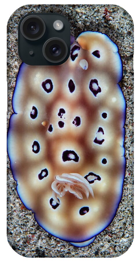 Flores iPhone Case featuring the photograph A Colorful Hypselodoris Tryoni #1 by Ethan Daniels