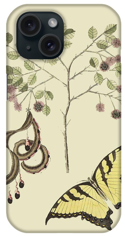 Nature iPhone Case featuring the painting Acacia & Sulphur Butterfly #1 by Mark Catesby
