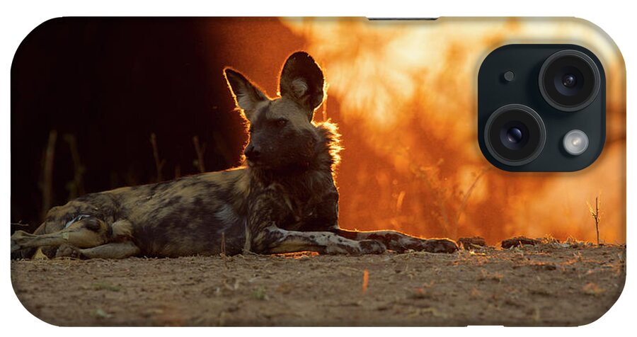Lying Down iPhone Case featuring the digital art African Wild Dog - Lycaon Pictus. Critically Endangered #1 by David Fettes