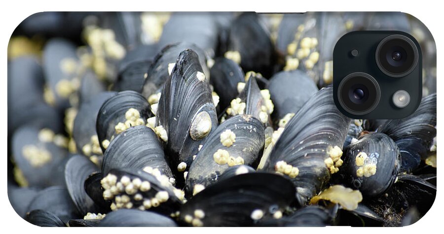 Barnacle iPhone Case featuring the photograph Alaska, Ketchikan, Mussels On Beach #1 by Savanah Plank