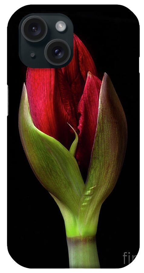 Flower iPhone Case featuring the photograph Amaryllis 'Merlot' #1 by Ann Jacobson