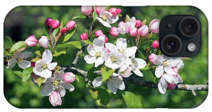 Apple iPhone Case featuring the photograph Apple (malus Sylvestris) #1 by Dr Keith Wheeler/science Photo Library