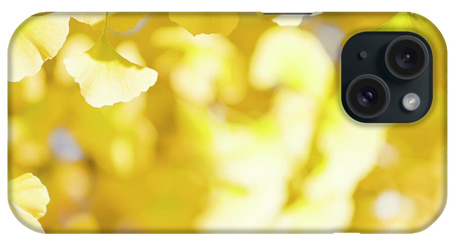 Ginkgo Tree iPhone Case featuring the photograph Autumn Ginkgo Leaves #1 by Ooyoo