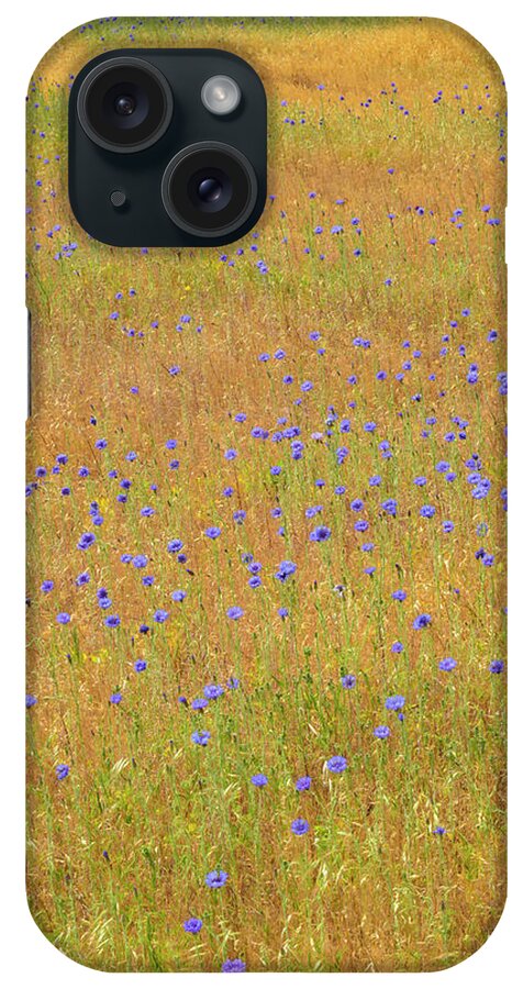 Bachelor's Button iPhone Case featuring the photograph Bachelor's Button,blue,centaurea #1 by Jaynes Gallery
