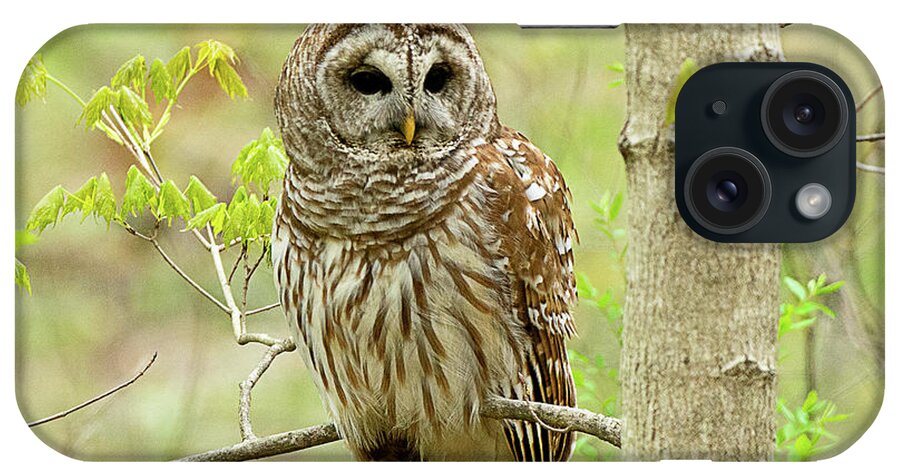 Bird iPhone Case featuring the photograph Barred Owl #1 by Dennis Hammer