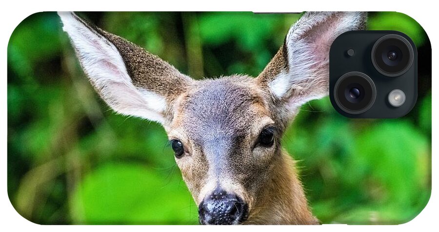Young Deer iPhone Case featuring the photograph Big Ears #1 by Michelle Pennell