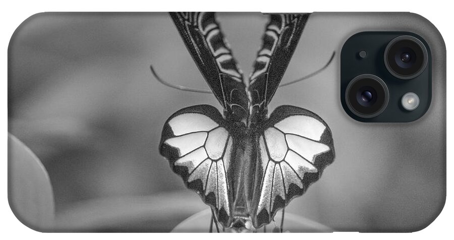 Disk1215 iPhone Case featuring the photograph Birdwing Butterfly #1 by Tim Fitzharris