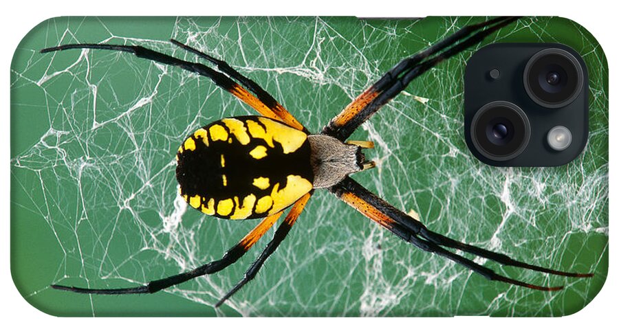 Arachnid iPhone Case featuring the photograph Black-and-yellow Argiope Spider #1 by Michael Lustbader