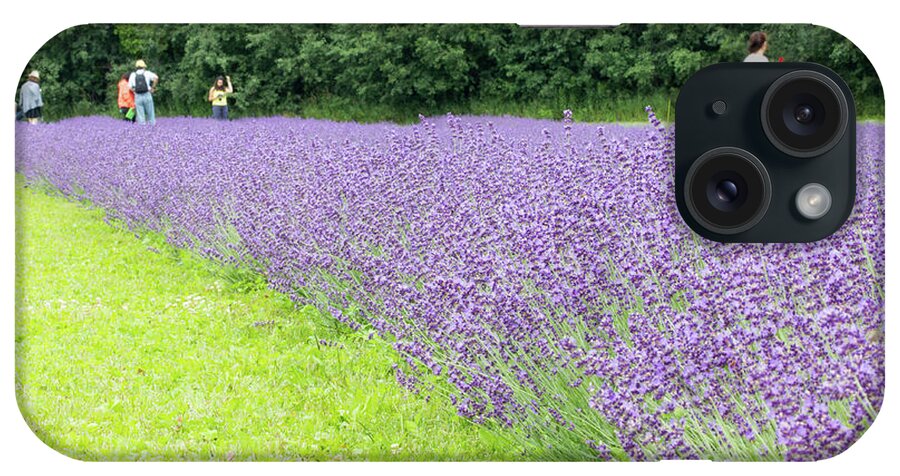 Lavandula iPhone Case featuring the photograph Blue Lavender #1 by Nick Mares