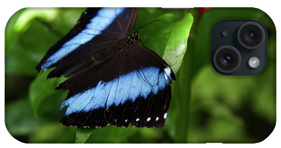 Butterfly iPhone Case featuring the photograph Butterfly - Banded Morpho #2 by Richard Krebs