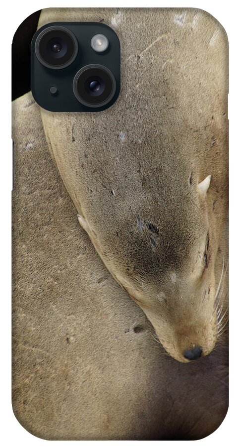 Animal iPhone Case featuring the photograph California sea lions asleep #1 by Steve Estvanik