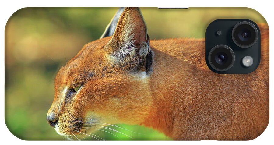 Caracal iPhone Case featuring the photograph Caracal side view #1 by Benny Marty