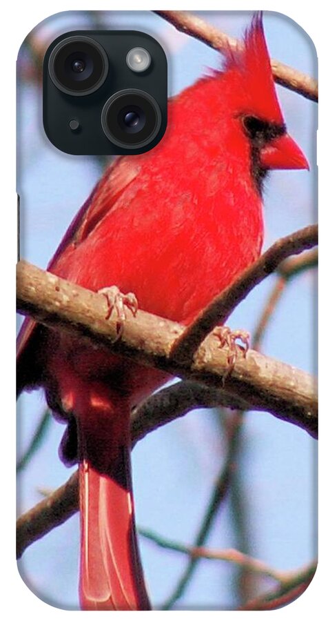 Birds iPhone Case featuring the photograph Cardinal in Winter by Karen Stansberry