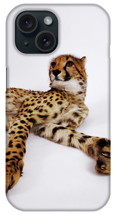 White Background iPhone Case featuring the photograph Cheetah Acinonyx Jubatus Against White #1 by Martin Harvey