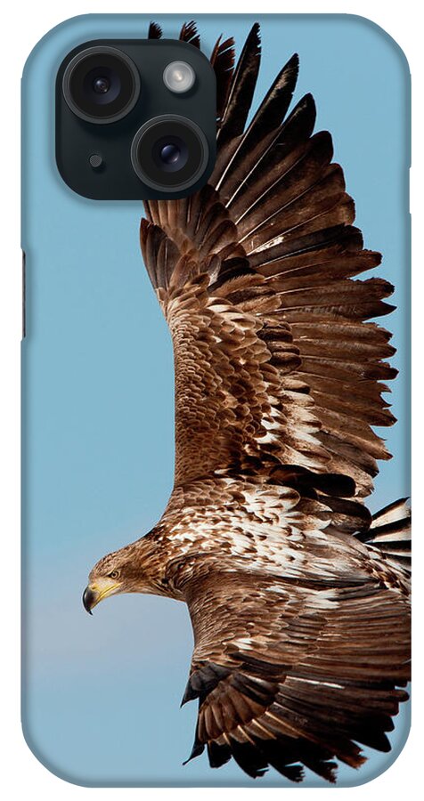 Hokkaido iPhone Case featuring the photograph Common Buzzard In Flight, Hokkaido #1 by Mint Images/ Art Wolfe