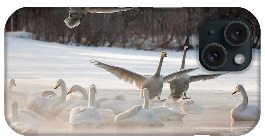 Hokkaido iPhone Case featuring the photograph Cygnus Cygnus, Whooper Swans, On A #1 by Mint Images/ Art Wolfe