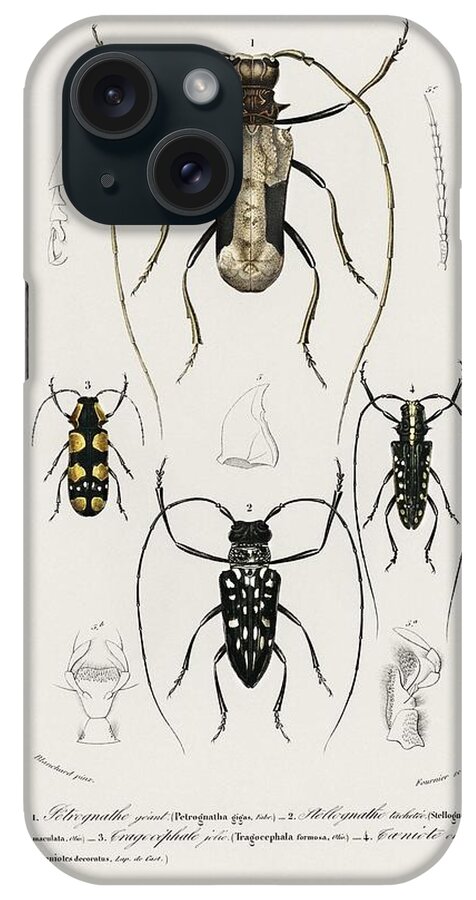 Bug iPhone Case featuring the painting Different types of beetles illustrated by Charles Dessalines D' Orbigny 1806-1876 12 #1 by Celestial Images