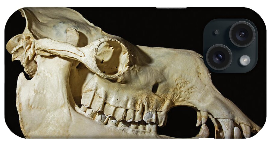 Animal iPhone Case featuring the photograph Dromedary Camel Skull #1 by Millard H. Sharp