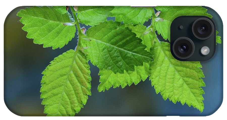 English iPhone Case featuring the photograph English Elm (ulmus Procera) #1 by Colin Varndell/science Photo Library