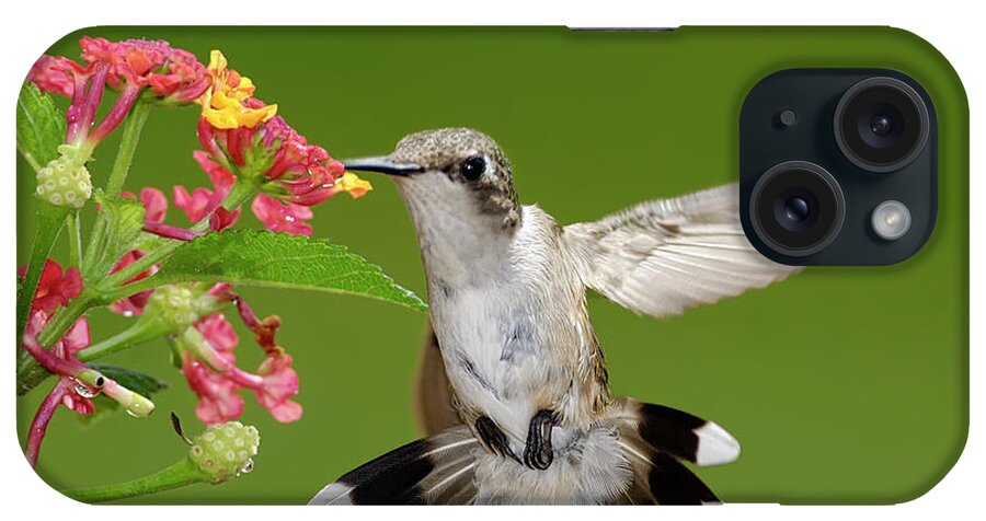 Lantana iPhone Case featuring the photograph Female Hummingbird #1 by Dansphotoart On Flickr
