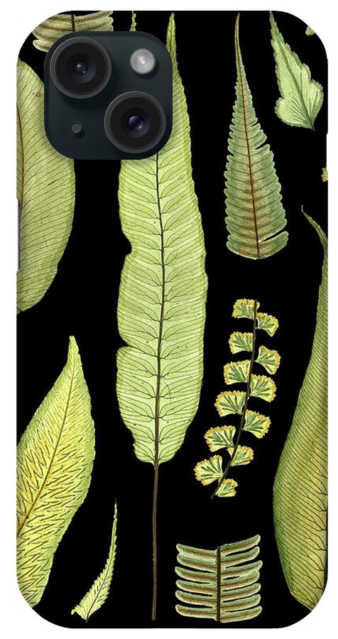 Plants iPhone Case featuring the painting Ferns On Black IIi #1 by Unknown